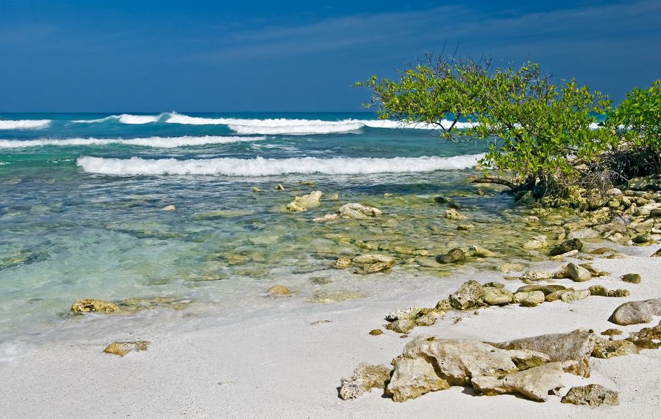 Costa rocosa de caliza con vegetación costera en La Tortuga